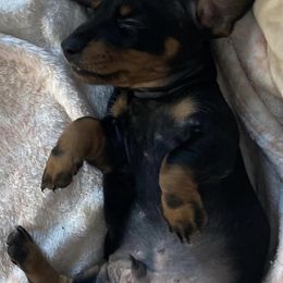 Dachshunds from The Oswalds PNW Dachshunds