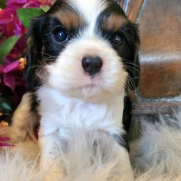 Jet - Tri-color male Cavalier King Charles Spaniel puppy in Marshfield, Missouri from Puppyloversplace