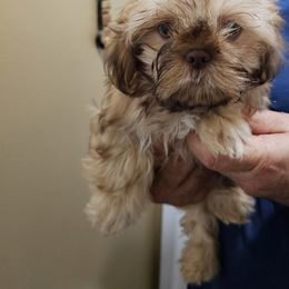 Flash - Liver Shih Tzu puppy in Middleburg, Florida from Furby Shih Tzu Family & Friends