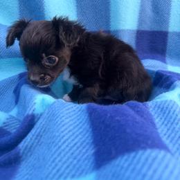 Midnight - Black male Chihuahua puppy in Palm Coast, Florida from Fiesta Pups