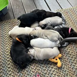 Pug Puppies from Crazy Pugs Haven