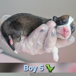 Boy 5 - White and red male Pembroke Welsh Corgi puppy in Tomball, Texas from Larsen Loved Corgis