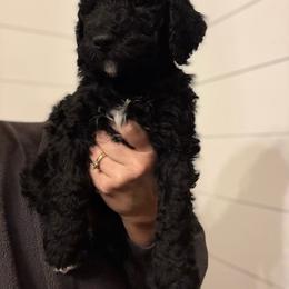 Red Boy (Ron) - Black and white male Bernedoodle puppy in Moulton, Alabama from Triple W Doodles