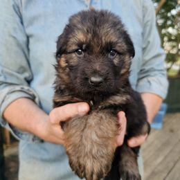 Boy 2 - male German Shepherd puppy in Columbus, Indiana from Stony Lonesome GSD