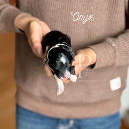 Onyx - Black and white male Bernedoodle puppy in Tulsa, Oklahoma from The Poodle Co. Raising Doodles & Poodles