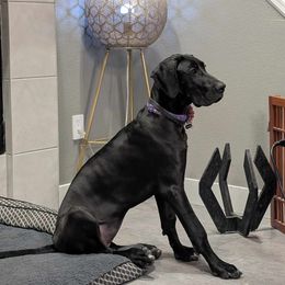 Great Dane Puppies from Phoenix Family Danes