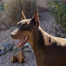 Doberman Pinschers from Dobie Sunrise