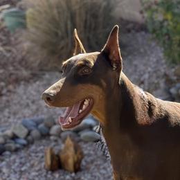 Doberman Pinschers from Dobie Sunrise
