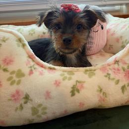 Penelope - Black and tan female Yorkshire Terrier puppy in Illinois from Pretty Little Yorkies