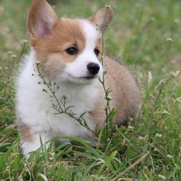 Cardigan Welsh Corgi and Pembroke Welsh Corgi Puppies from QueenE Corgi Farm
