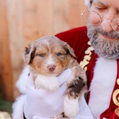 Pearl - female Australian Mountain Doodle puppy in Spanish Fork, Utah from K Brand Doodles