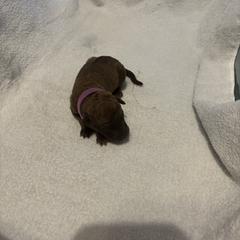 Girl 2 - female Chesapeake Bay Retriever puppy in Las Vegas, Nevada from Birdsview Chesapeake Kennel