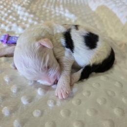 Ruth - Black and white female Sheepadoodle puppy in Weatherford, Texas from Oodles of poodles and doodles