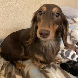 Tootsie - Dachshund