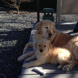 Golden Retriever All Grown Up from Bokamo Goldens