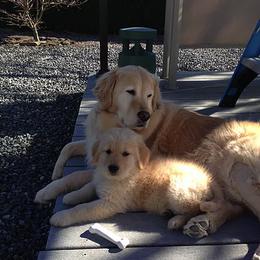 Golden Retriever All Grown Up from Bokamo Goldens