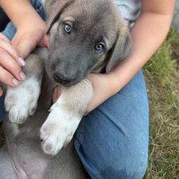 Brown - Gray fawn female Anatolian Shepherd Dog puppy in Kemp, Texas from Lively Acres Anatolians