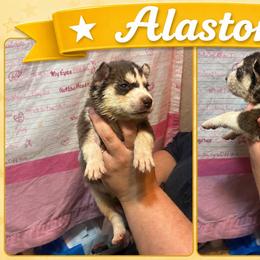 Alastor - Red and white male Siberian Husky puppy in Lakeland, Florida from Ice Blue Legacy Siberians Huskies