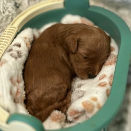 Goldendoodle Puppies from Miss Cindy’s Doodles