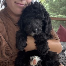 Kitt - Black female Sheepadoodle puppy in Lancaster, Pennsylvania from Bitler Family Puppies