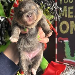 Blue n tan - Blue and tan female Pomeranian puppy in Fayetteville, North Carolina from Tar-heel Poms