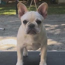 French Bulldogs from Mojave Night French Bulldogs