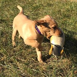Labrador Retriever Puppies from Patricia Jordan's Labrador Retrievers