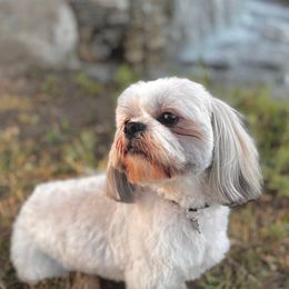 Rosco - Shih Tzu