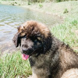 Leonberger Puppies from Lionsview Chalet