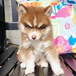 Aramis SALE 3300 - Chocolate male Pomsky puppy in Christiana, Tennessee from Smoky Mountain Pomskies