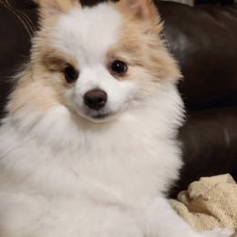 Daisy - Pomeranian
