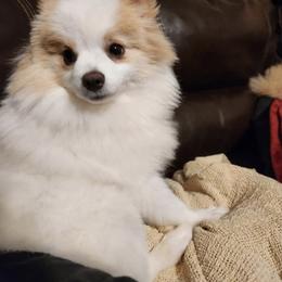 Daisy - Pomeranian