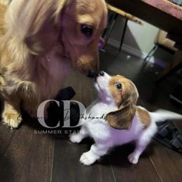 Dachshund Puppies from Camacho_Dachshunds