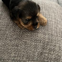 Yorkshire Terrier Puppies from Paw-Perfect Palace