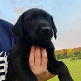 Boy 1 - Black male Labrador Retriever puppy in Mt. Olive, North Carolina from Goshen Swamp Retrievers