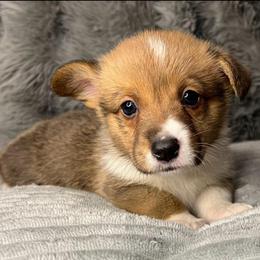 BB girl 2 - Blue female Pembroke Welsh Corgi puppy in Dickinson, Texas from Gulf Coast Corgis