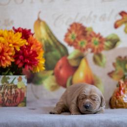 Labrador Retriever Puppies from Sun Ridge Labradors