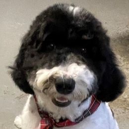 Minnie - Goldendoodle