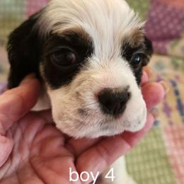 Boy 4 - Black white and tan male Cocker Spaniel puppy in New Riegel, Ohio from Riegelz Cockers
