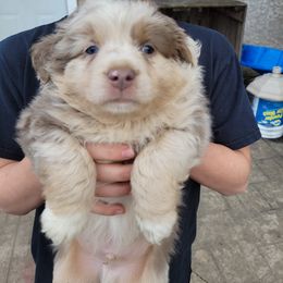 Miniature Australian Shepherd Puppies from Mirarchi Meadow LLC