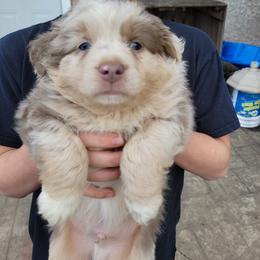 Miniature Australian Shepherd Puppies from Mirarchi Meadow LLC
