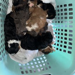 Bernedoodle Puppies from Bernied00dle Love