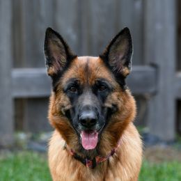 Echo - German Shepherd