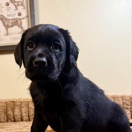 Grey Boy - Black male Labrador Retriever puppy in North Pole, Alaska from Mulberry Retrievers