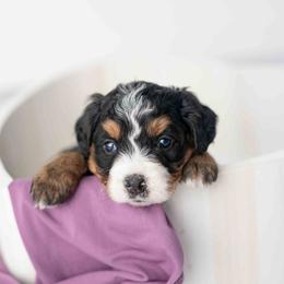 Bingo - Tri-color female Bernedoodle puppy in Lititz, Pennsylvania from Sleepy Hollow Acres
