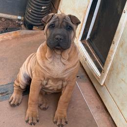 Blue collar - Red fawn male Chinese Shar-Pei puppy in Elkin, North Carolina from Martini Shar-Pei