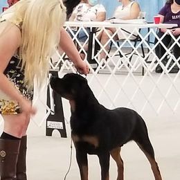 Chihuahua, Japanese Chin, and Rottweiler All Grown Up from SLR Diamond Show Dogs