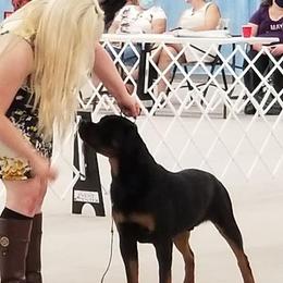 Chihuahua, Japanese Chin, and Rottweiler All Grown Up from SLR Diamond Show Dogs