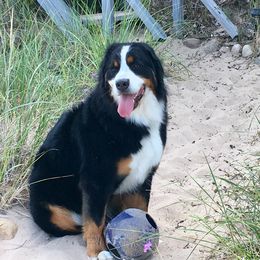 Bernese Mountain Dog All Grown Up from Willow Wood Bernese