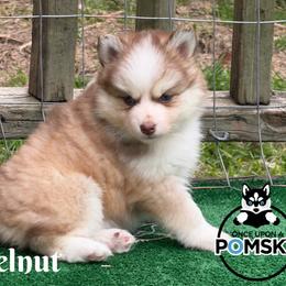Hazelnut - Red and white female Pomsky puppy in Eastman, Georgia from Once Upon A Pomsky